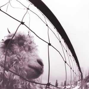 Pearl Jam - Vs. (30th anniversary - clear vinyl)